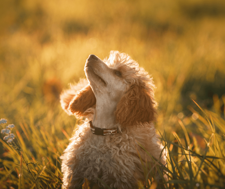 giving your dog cbd treats