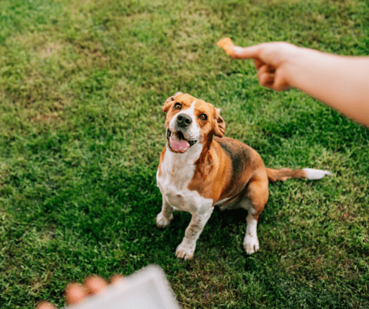 dog is waiting for treats