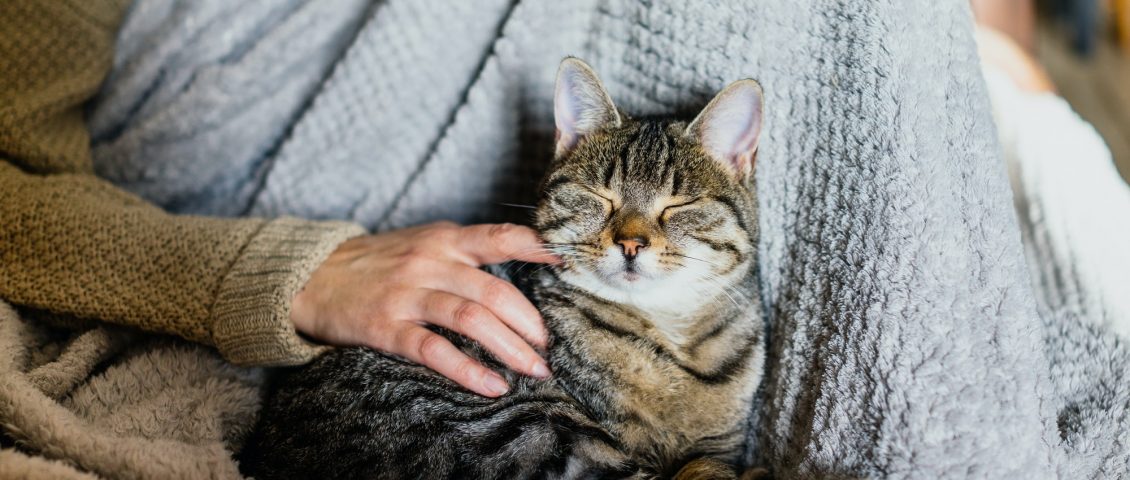 Cat on a couch