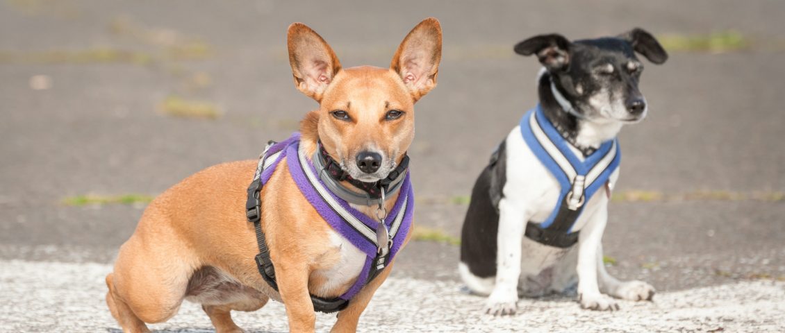 terrier dogs